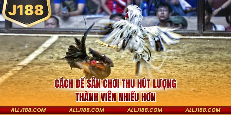 ĐÁ GÀ 2 Cách để sân chơi thu hút lượng thành viên nhiều hơn