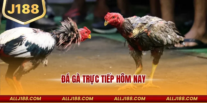 Trải Nghiệm Đá Gà Trực Tiếp Hôm Nay Tại Nhà Cái J188 6 Đá Gà Trực Tiếp Hôm Nay