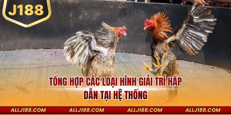 ĐÁ GÀ 3 Tổng hợp các loại hình giải trí hấp dẫn tại hệ thống